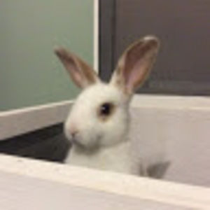 Meet your Posher, Avery